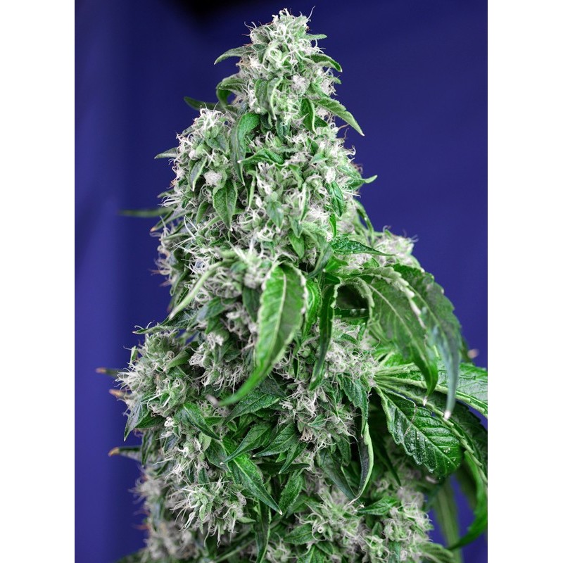 BIG DEVIL F1 FAST VERSION · Sweet Seeds · cannabis seeds · Fem