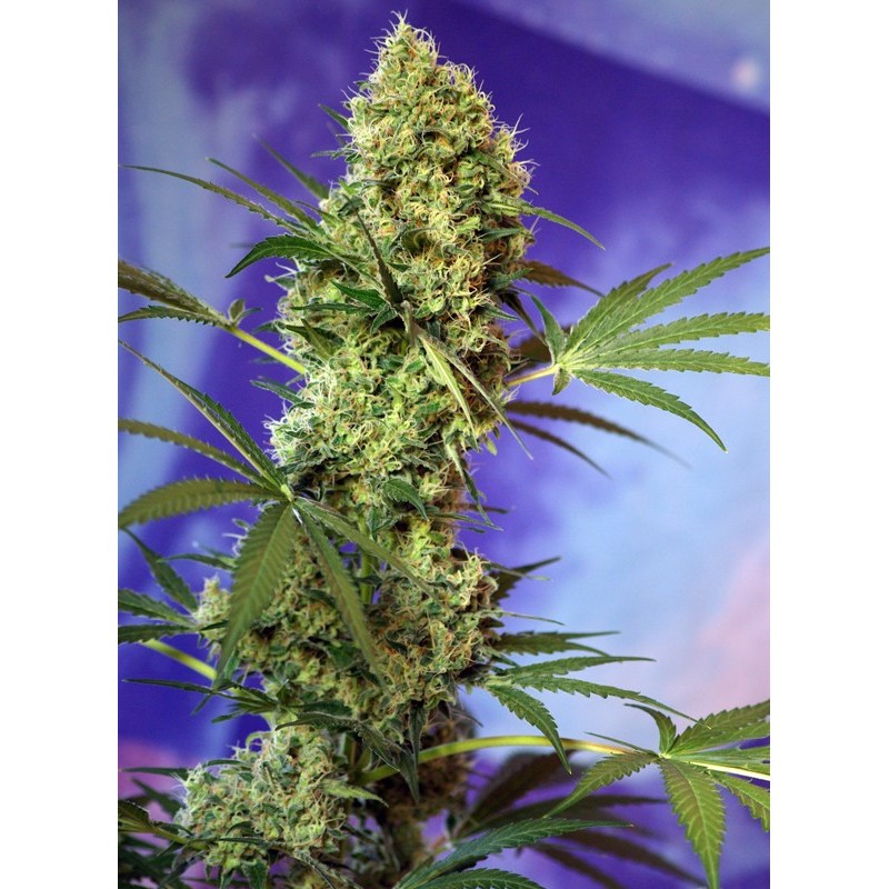 BIG DEVIL AUTO · Sweet Seeds · semillas de marihuna · AutoFem