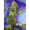 BIG DEVIL AUTO · Sweet Seeds · sementes de maconha · AutoFem