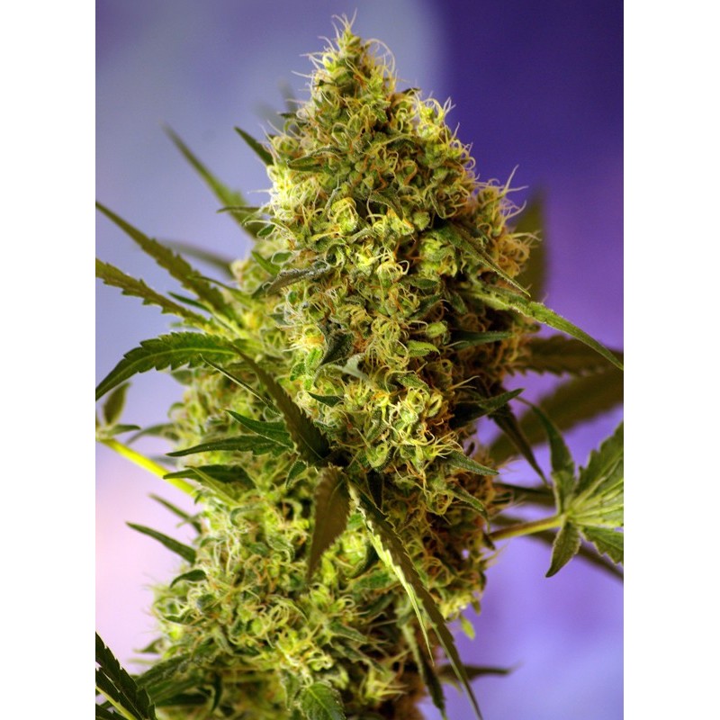 BIG DEVIL 2 AUTO · Sweet Seeds · semillas de marihuana · AutoFem