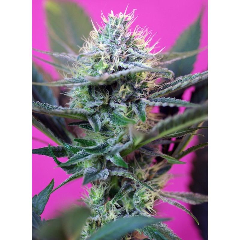+ SPEED · Sweet Seeds · kenevir tohum · AutoFem