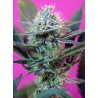 + SPEED · Sweet Seeds · kenevir tohum · AutoFem