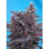 BLACK CREAM AUTO · Sweet Seeds · graines de cannabis · AutoFem