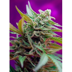BLACK JACK AUTO · Sweet...