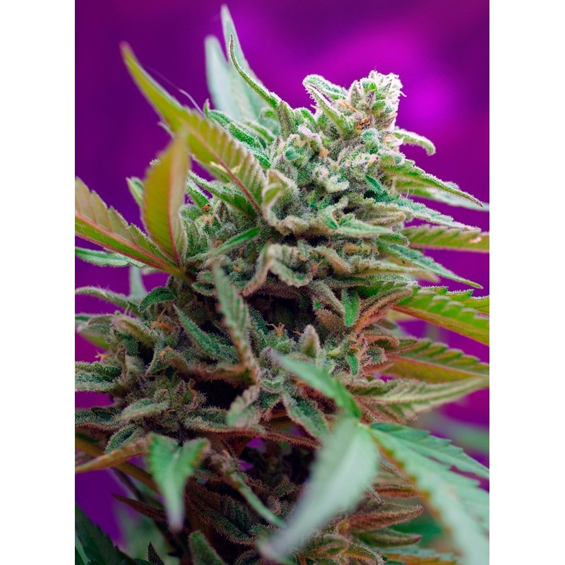 Black Jack Auto: Potência Intensa e Sabor Inconfundível | Sweet Seeds