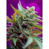BLACK JACK AUTO · Sweet Seeds · semillas de marihuana · AutoFem