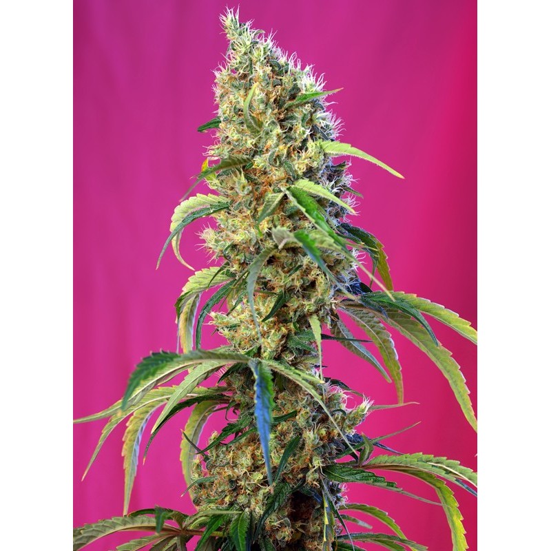 BLACK JACK CBD · Sweet Seeds · sementes de maconha · Fem