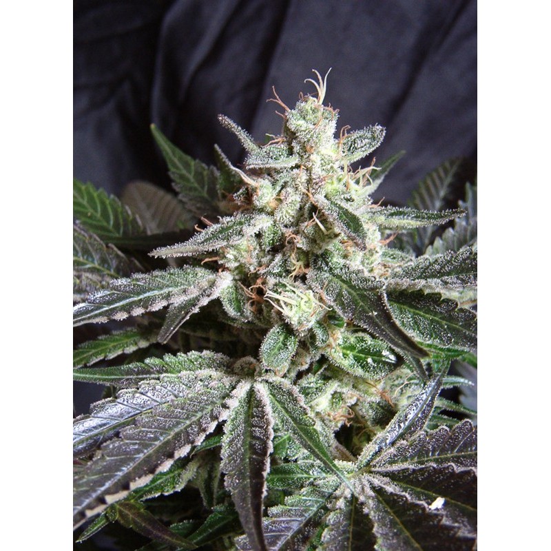 BLACK JACK F1 FAST VERSION · Sweet Seeds · cannabis seeds · Fem