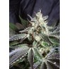 BLACK JACK F1 FAST VERSION · Sweet Seeds · kenevir tohum · Disi · Fem