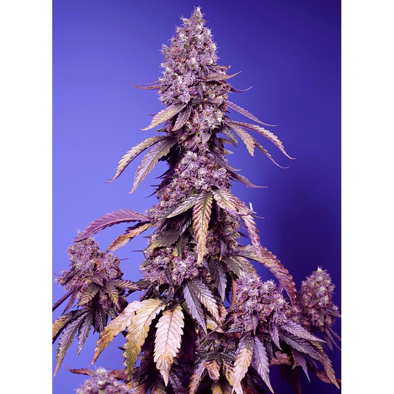 BLACK MUFFIN F1 FAST VERSION · Sweet Seeds · kenevir tohum · Fem