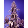 BLACK MUFFIN F1 FAST VERSION · Sweet Seeds · kenevir tohum · Fem