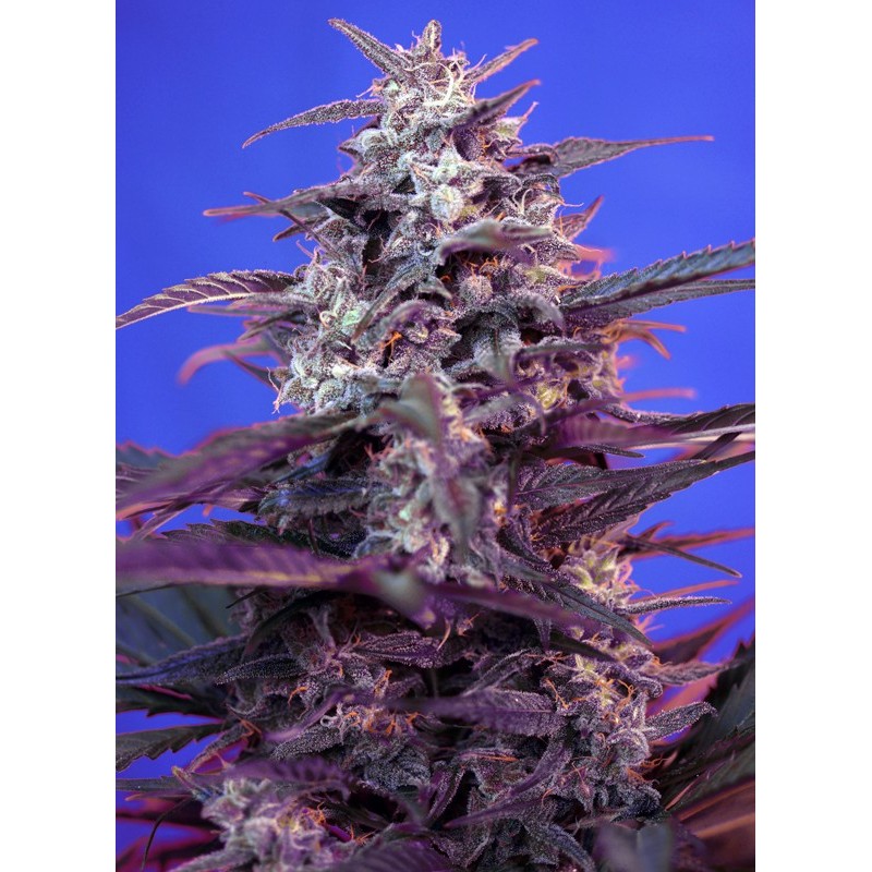 BLOODY SKUNK AUTO · Sweet Seeds · graines de cannabis · AutoFem