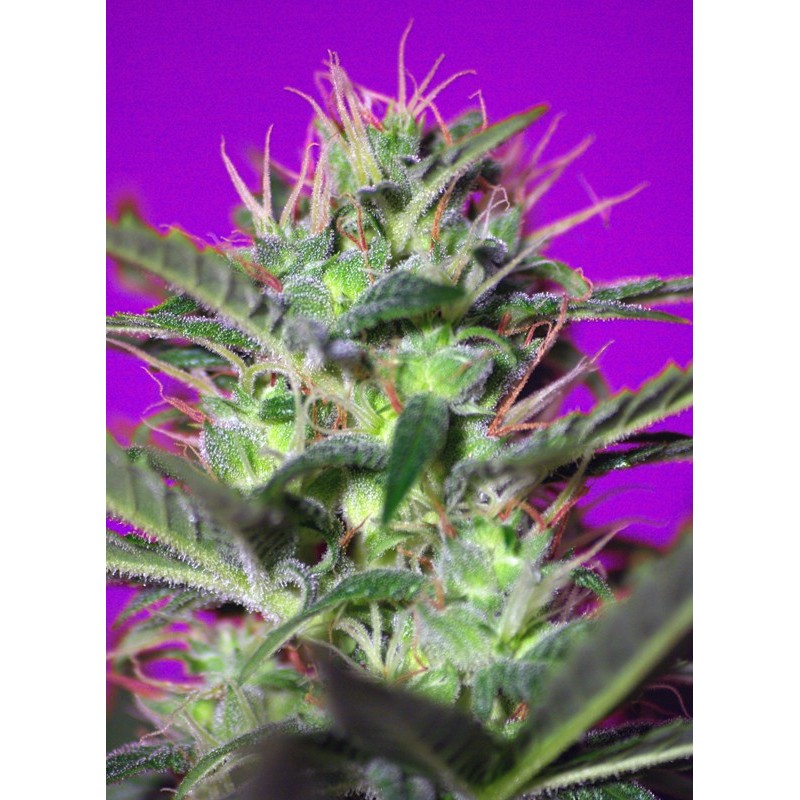 BOTAFUMEIROS · Sweet Seeds · kenevir tohum · Disi · Fem