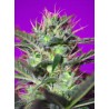 BOTAFUMEIROS · Sweet Seeds · kenevir tohum · Disi · Fem