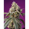 BRUCE BANNER AUTO · Sweet Seeds · semillas de marihuana · AutoFem