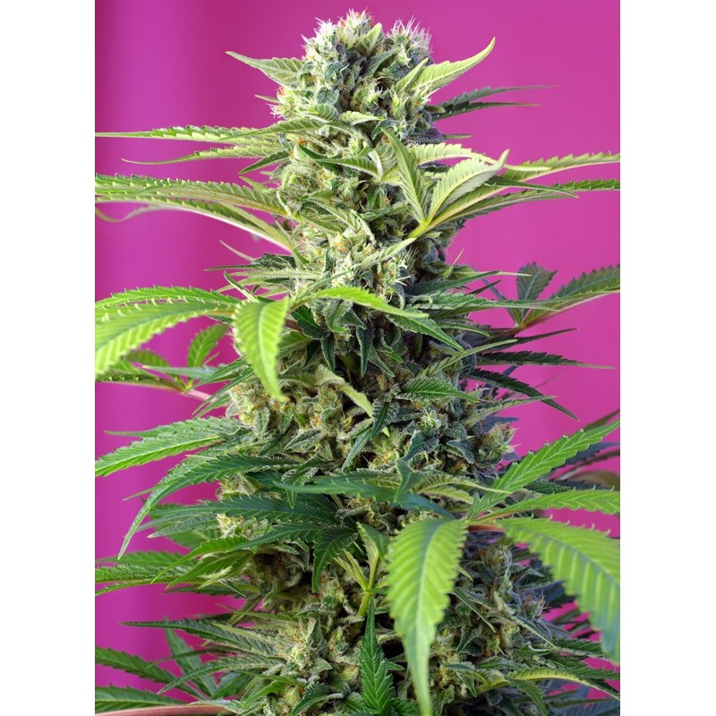 CHEM BEYOND DIESEL CBD · Sweet Seeds · cannabis samen · Fem