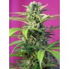 CHEM BEYOND DIESEL CBD · Sweet Seeds · cannabis samen · Fem