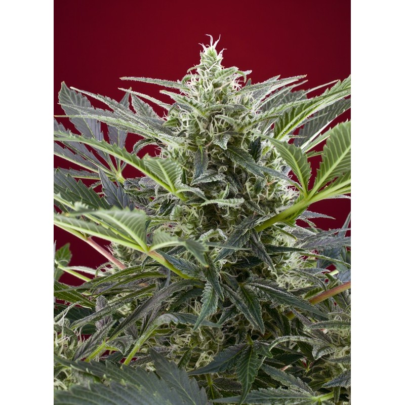 CREAM 47 · Sweet Seeds · cannabis samen · Fem