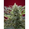 CREAM 47 · Sweet Seeds · graines de cannabis · Fem