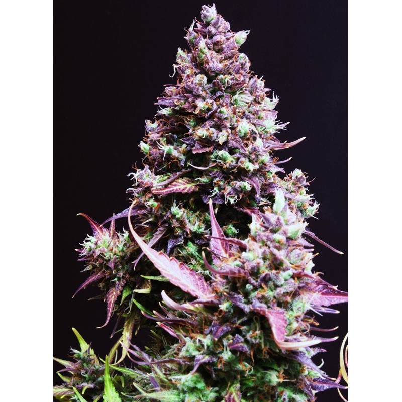 Graines Cream Caramel Auto | Doux Arôme Caramel | Sweet Seeds