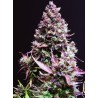 Graines Cream Caramel Auto | Doux Arôme Caramel | Sweet Seeds