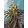 CREAM CARAMEL CBD · Sweet Seeds ·  cannabis samen · Fem