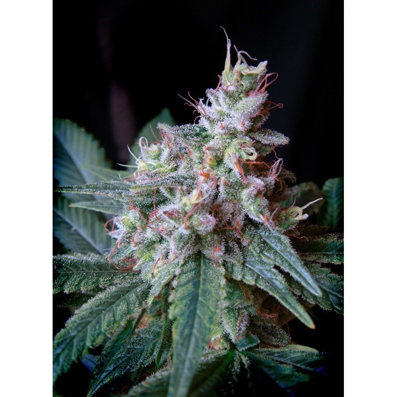 CREAM CARAMEL FAST VERSION · Sweet Seeds · cannabis seeds · Fem