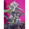 CREAM MANDARINE AUTO · Sweet Seeds · kenevir tohum · AutoFem