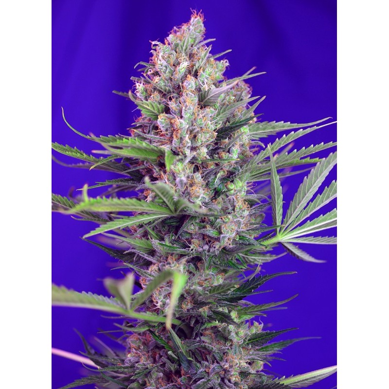 CREAM MANDARINE F1 FAST VERSION · Sweet Seeds · cannabis samen · Fem