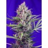 CREAM MANDARINE F1 FAST VERSION · Sweet Seeds · cannabis samen · Fem