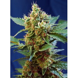 CREAM MANDARINE XL AUTO ·...