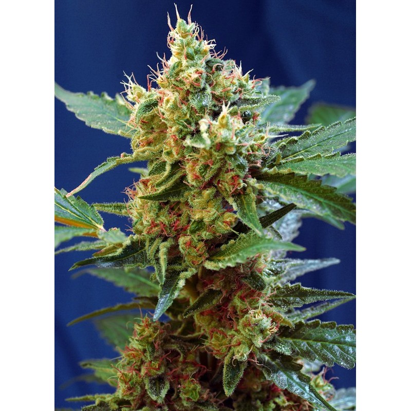 CREAM MANDARINE XL AUTO · Sweet Seeds · sementes de maconha · AutoFem