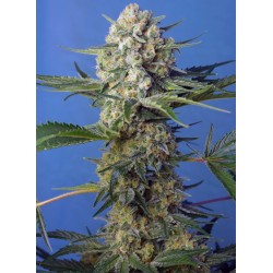 CRYSTAL CANDY F1 FAST...