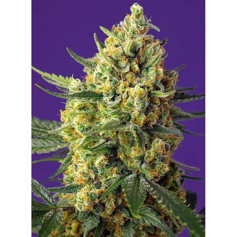 CRYSTAL CANDY XL AUTO · Sweet Seeds · kenevir tohum · AutoFem