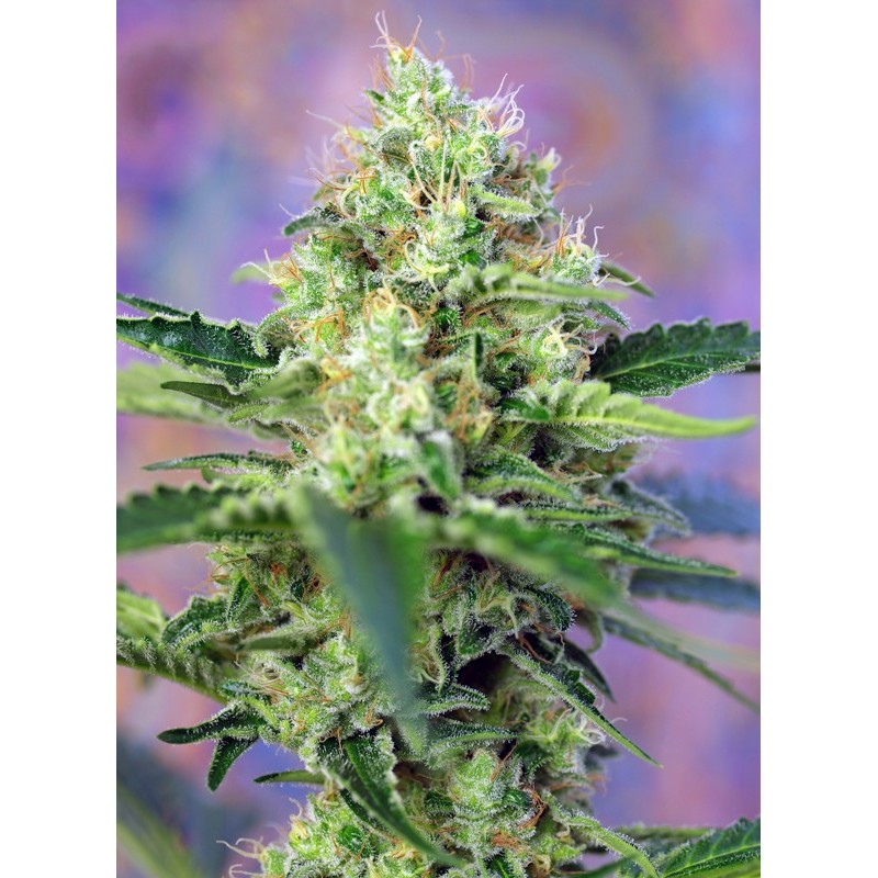 CRYSTAL CANDY · Sweet Seeds · kenevir tohum · Disi  · Fem