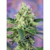 CRYSTAL CANDY · Sweet Seeds · semillas de marihuana · Fem