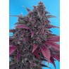 DARK DEVIL AUTO · Sweet Seeds · semillas de marihuana · AutoFem