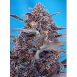 DEVIL CREAM AUTO · Sweet...