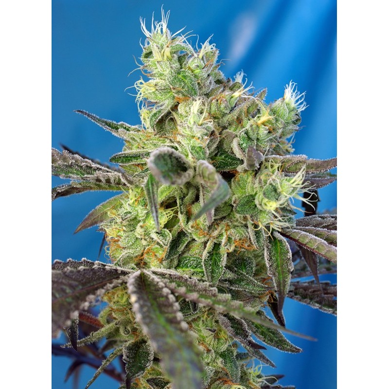 DOS-SWEET-DOS · Sweet Seeds · kenevir tohum · Fem