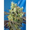 DOS-SWEET-DOS · Sweet Seeds · kenevir tohum · Fem
