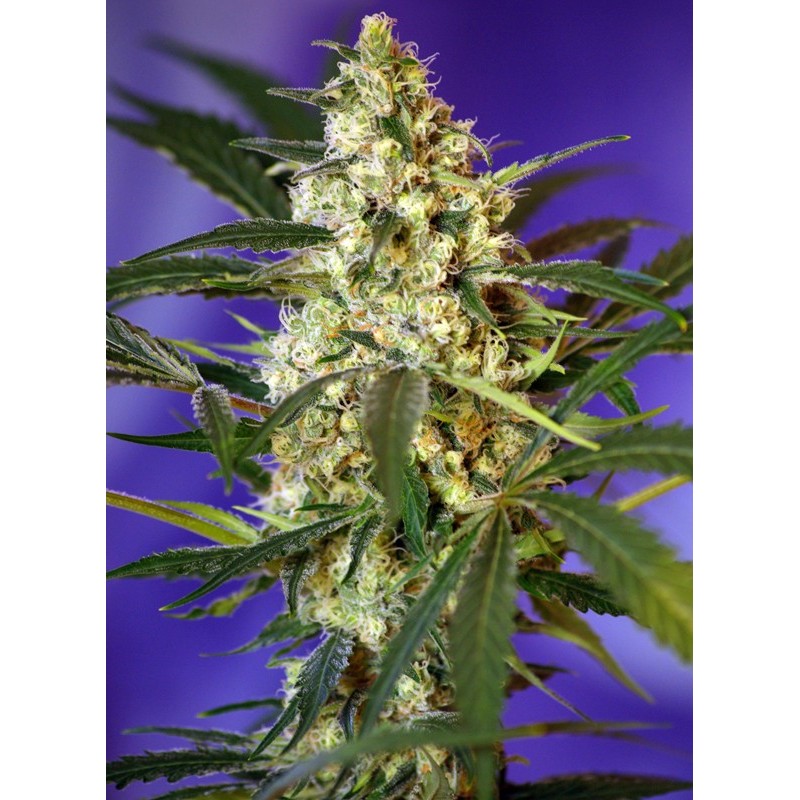 FAST BUD AUTO · Sweet Seeds · sementes de maconha · AutoFem