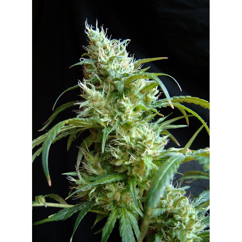 FLASH BACK 2 · Sweet Seeds · kenevir tohum · Disi · Fem
