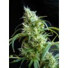 FLASH BACK 2 · Sweet Seeds · semillas de marihuana · Fem