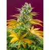 GORILLA GIRL F1 FAST VERSION · Sweet Seeds · kenevir tohum · Disi · Fem