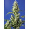 GORILLA GIRL XL AUTO · Sweet Seeds · sementes de maconha · AutoFem