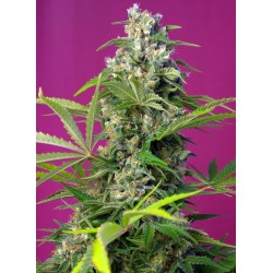 GORILLA GIRL · Sweet Seeds...