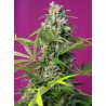GORILLA GIRL · Sweet Seeds · graines de cannabis · Fem