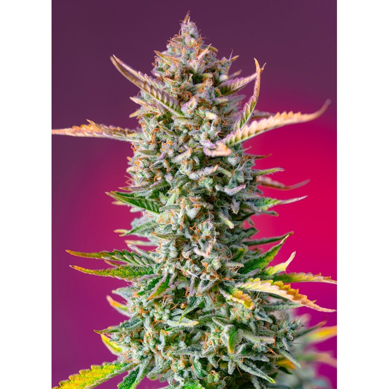 GORILLA SHERBET F1 FAST VERSION · Sweet Seeds · kenevir tohum · Disi · Fem