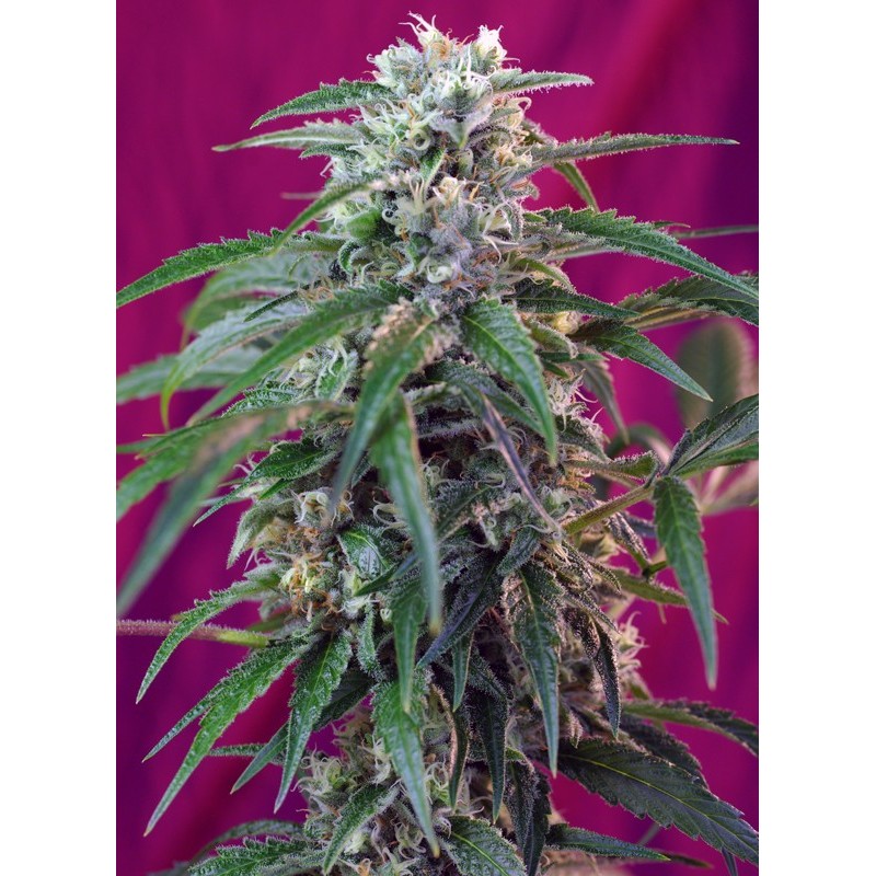 GREEN POISON AUTO · Sweet Seeds ·  cannabis samen · AutoFem