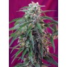 GREEN POISON AUTO · Sweet Seeds ·  cannabis samen · AutoFem